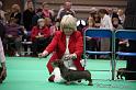 Crufts2011_2 1438